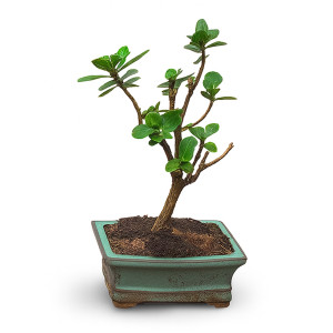 Bonsai Tree (3 Years Old)